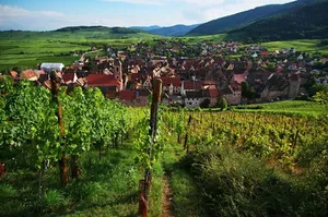 Fietsen op de wijnroute in de Elzas