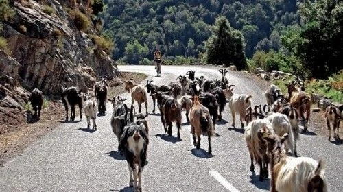 fietsvakantie ontmoeting op corsica