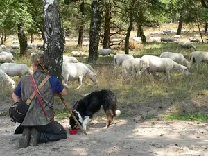 Veluwe fiets4-daagse Otterlo: 29 juni - 3 juli 2026