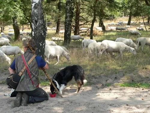 (c) fietsvierdaagse veluwe