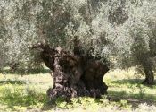 Mallorca Parel van de Balearen